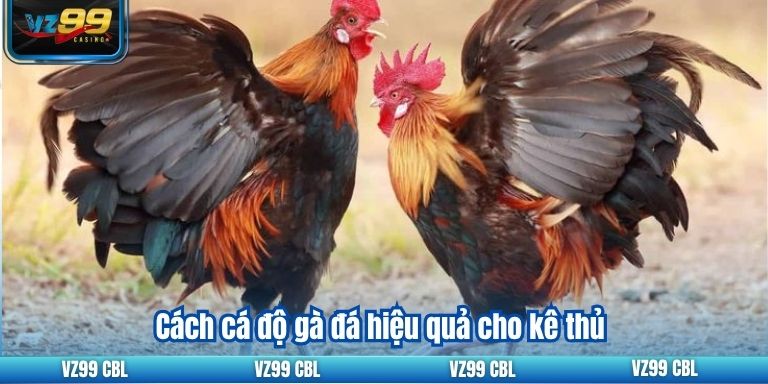 Trực Tiếp Đá Gà C3: Trải Nghiệm Cá Cược Đỉnh Cao Tại VZ99 4 Cách cá độ gà đá hiệu quả cho kê thủ