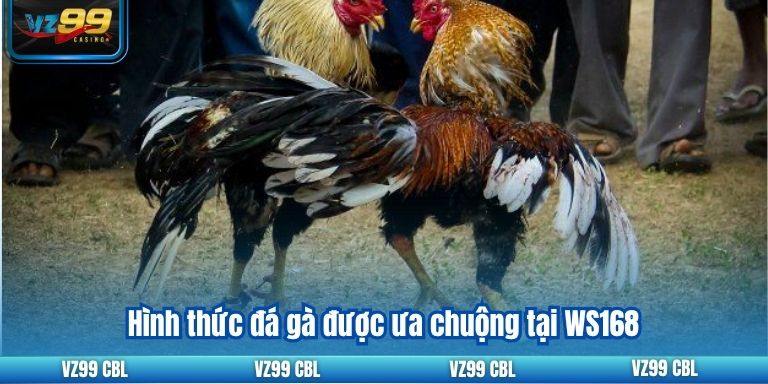 Sảnh WS168 – Nơi Trải Nghiệm Đá Gà Đỉnh Cao Tại VZ99 3 Hình thức đá gà được ưa chuộng tại WS168