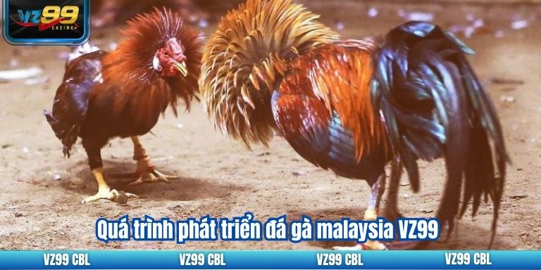 Những yếu tố ảnh hưởng trong đá gà