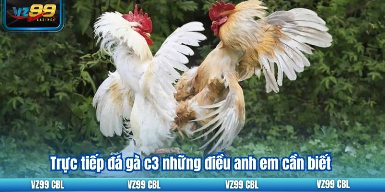 Trực Tiếp Đá Gà C3: Trải Nghiệm Cá Cược Đỉnh Cao Tại VZ99 2 Trực tiếp đá gà c3 những điều anh em cần biết